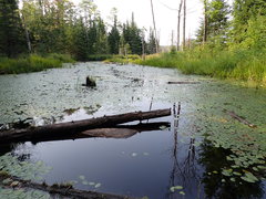 Polypedilum braseniae