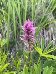 Castilleja parviflora olympica