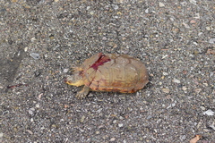 Kinosternon arizonense