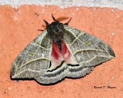 Austrolippa cruenta