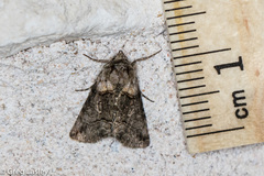 Abrostola microvalis