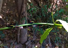 Membracis sanguineoplaga