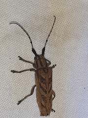 Saperda obliqua