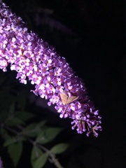 Endotricha flammealis