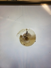 Striatura milium