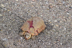 Kinosternon arizonense