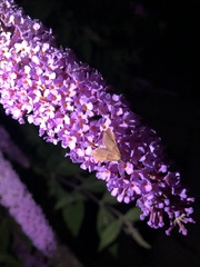 Endotricha flammealis