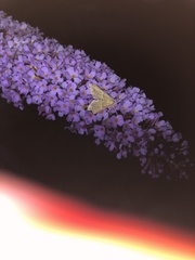 Endotricha flammealis