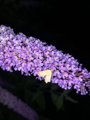 Endotricha flammealis