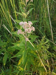 Eutrochium maculatum