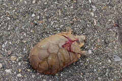 Kinosternon arizonense