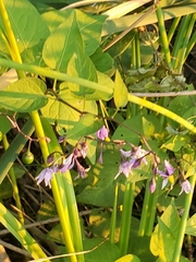 Solanum dulcamara