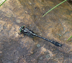 Hylogomphus adelphus
