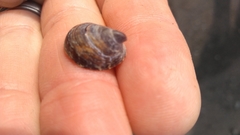 Crepidula adunca