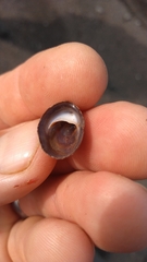 Crepidula adunca