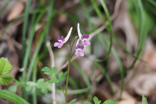 Image of Corydalis decumbens by (c) harum.koh, some rights reserved (CC BY-SA)