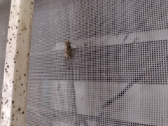 Pacarina puella