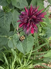 Bombus nevadensis