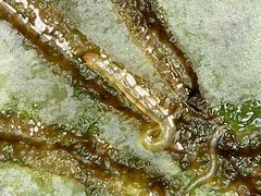 Polypedilum braseniae