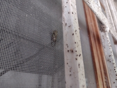 Pacarina puella