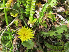 Taraxacum zealandicum