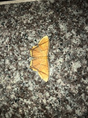 Thinopteryx crocoptera