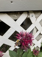 Bombus nevadensis