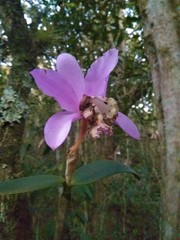 Cattleya
