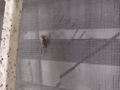 Pacarina puella