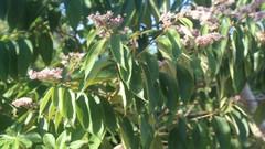 Trichospermum galeottii