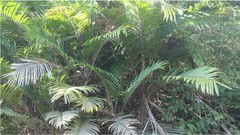 Bactris major