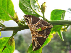 Ecliptopera rectilinea