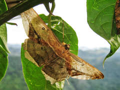 Chorodna metaphaearia