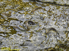 Andamia tetradactylus