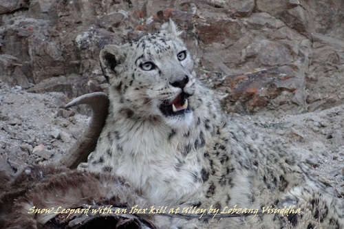Snow Leopard