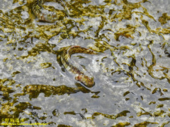 Andamia tetradactylus