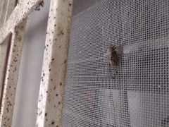 Pacarina puella