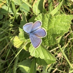 Cyaniris semiargus