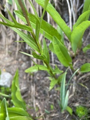 Castilleja parviflora olympica