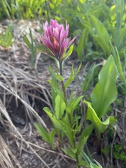 Castilleja parviflora olympica