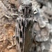 Western Sculptured Pine Borer - Photo (c) launi, some rights reserved (CC BY-NC), uploaded by launi