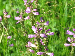 Physostegia ledinghamii