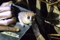 Microcebus rufus