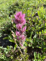 Castilleja parviflora olympica