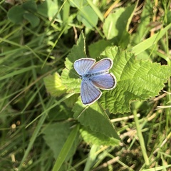Cyaniris semiargus