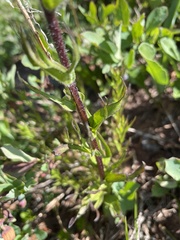 Castilleja parviflora olympica