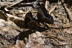 Papilio oribazus