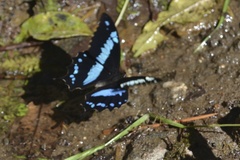 Papilio oribazus