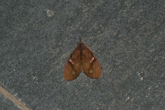 Miniophyllodes aurora