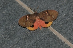 Miniophyllodes aurora